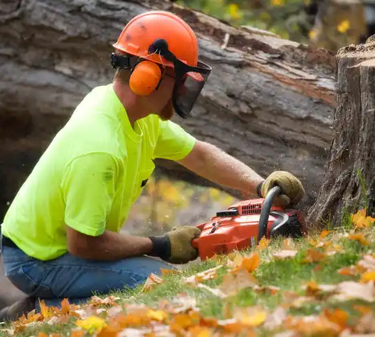 tree services Glenmont